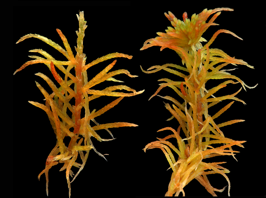 : Sphagnum rubiginosum.