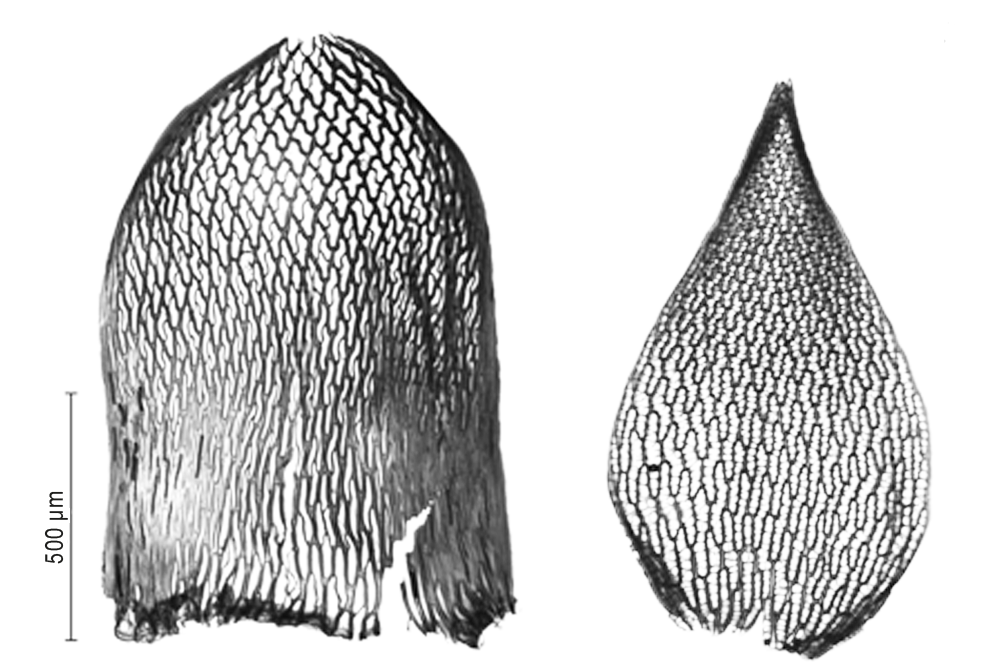 : Sphagnum (Acutifolia) russowii.