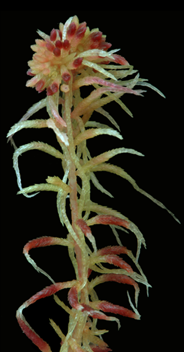 : Sphagnum russowii.