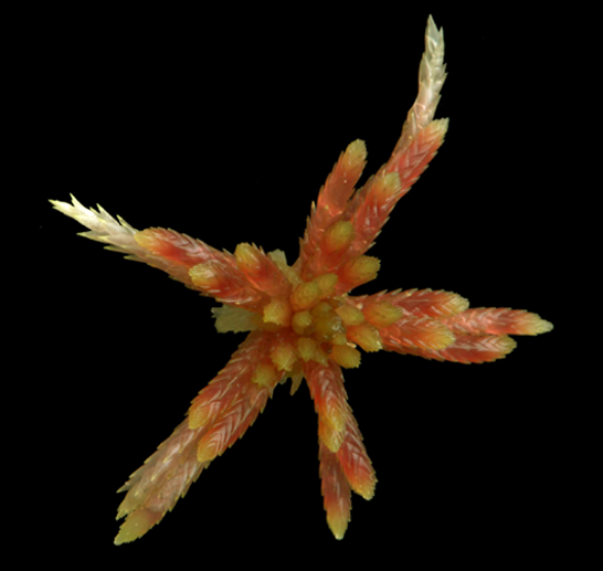 : Sphagnum (Acutifolia) russowii.