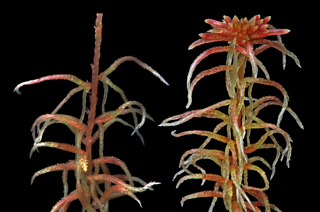 : Sphagnum (Acutifolia) russowii.