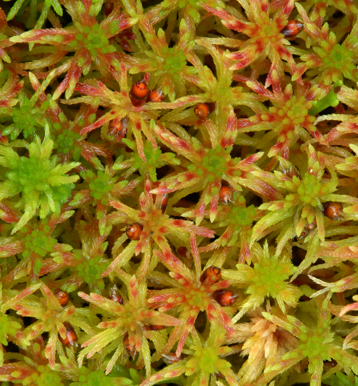 : Sphagnum (Acutifolia) russowii.