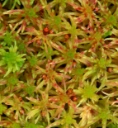: Sphagnum russowii.