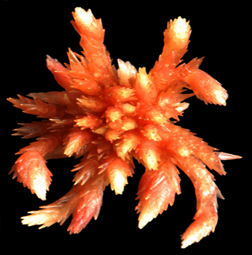 : Sphagnum (Acutifolia) skyense.