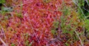 : Sphagnum skyense.