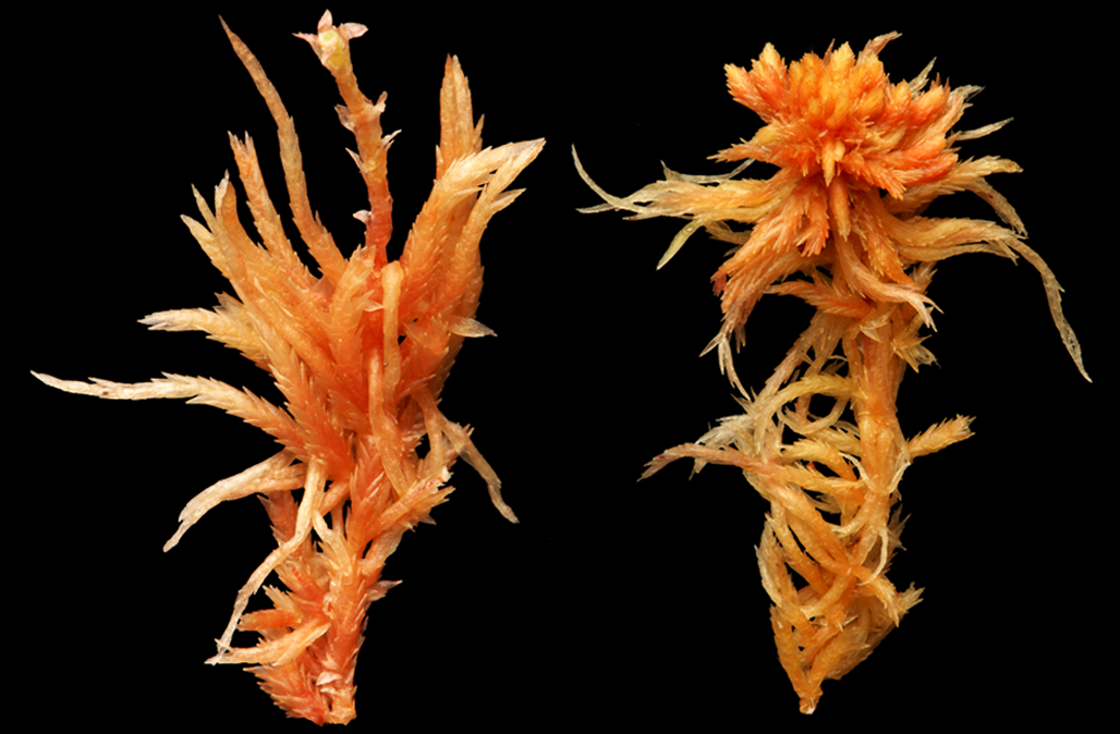 : Sphagnum (Acutifolia) skyense.