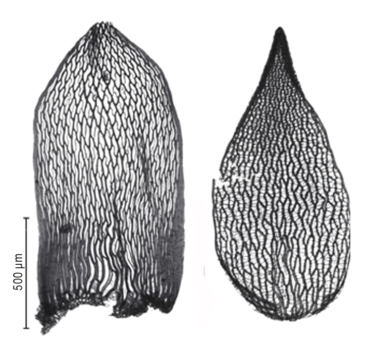 : Sphagnum subfulvum subfulvum.