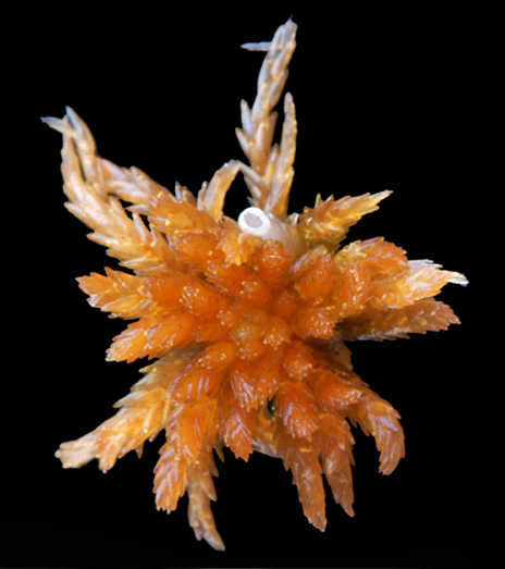 : Sphagnum subfulvum subfulvum.