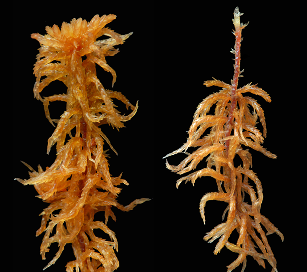 : Sphagnum subfulvum subfulvum.