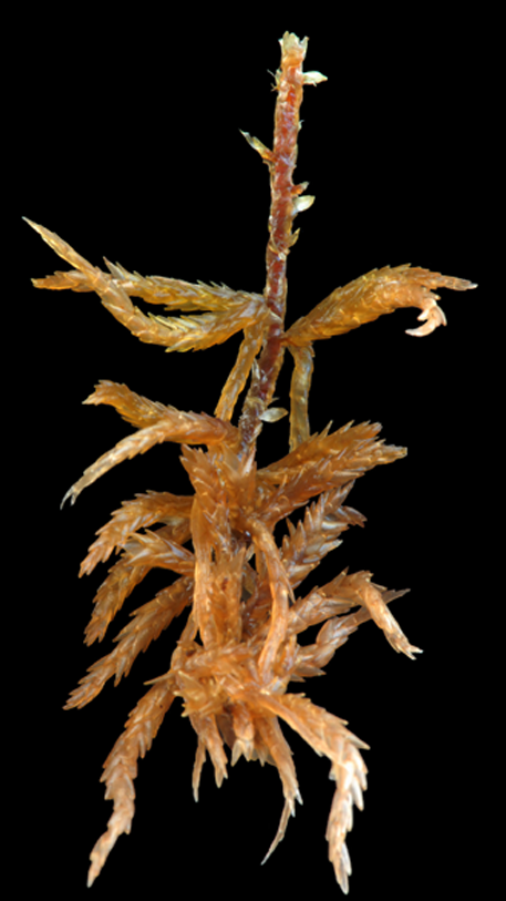 : Sphagnum subfulvum subfulvum.