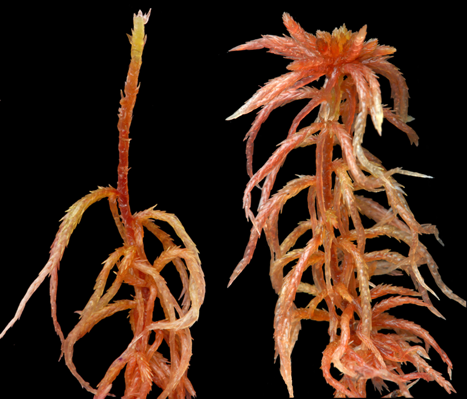 : Sphagnum subnitens subnitens.