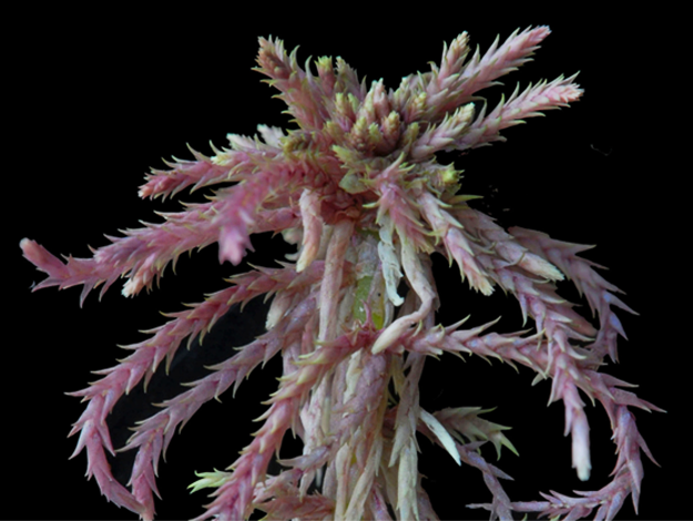 : Sphagnum (Acutifolia) warnstorfii.