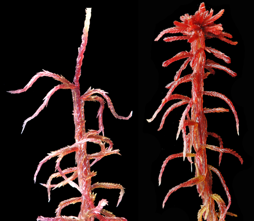 : Sphagnum (Acutifolia) warnstorfii.