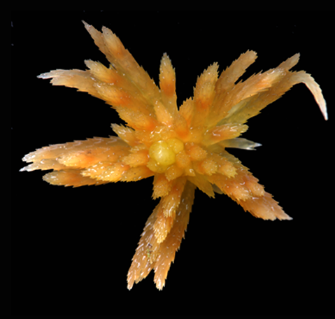 : Sphagnum (Acutifolia) rubiginosum.