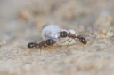 : Tetramorium caespitum.