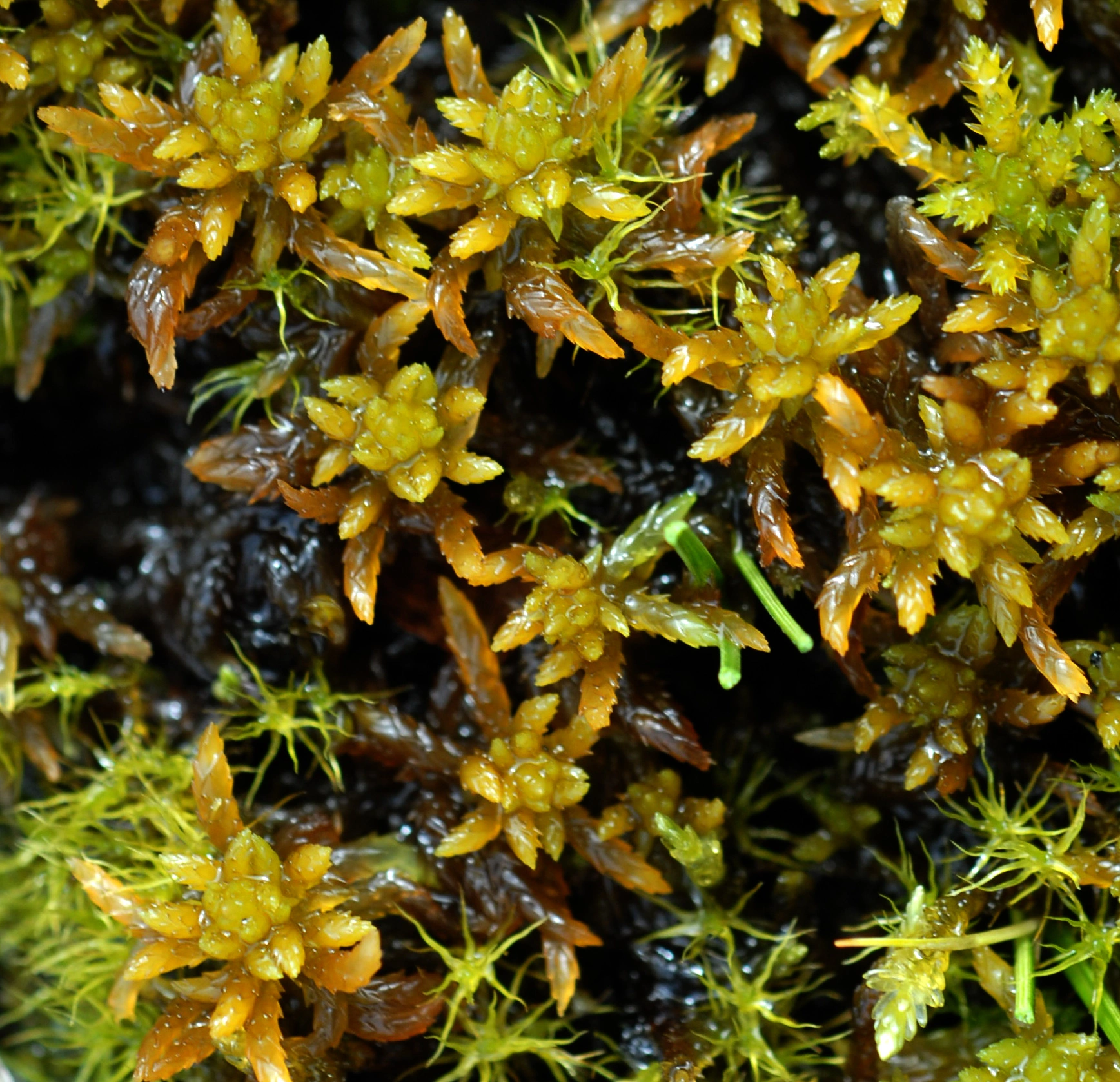 : Sphagnum.