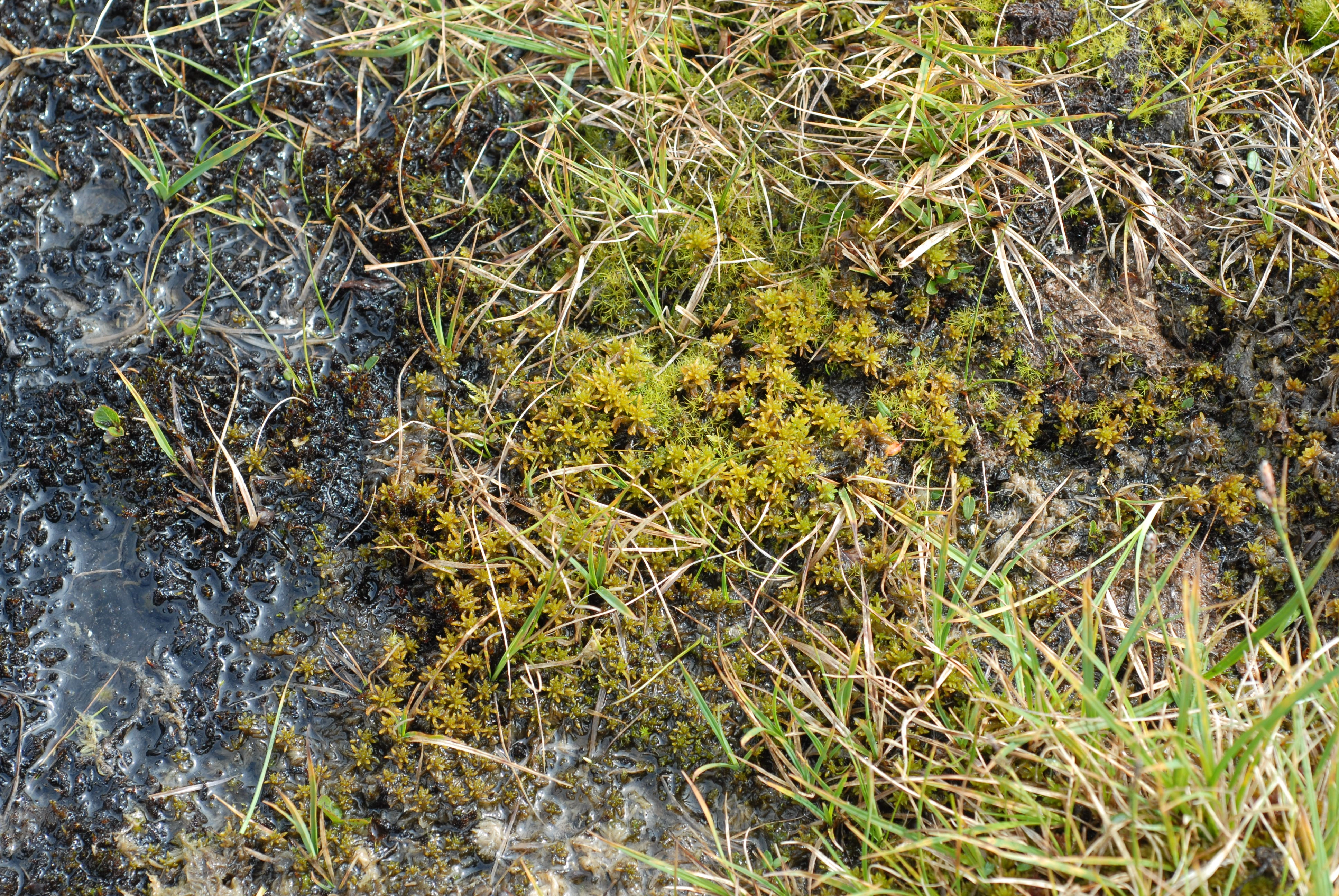 : Sphagnum.