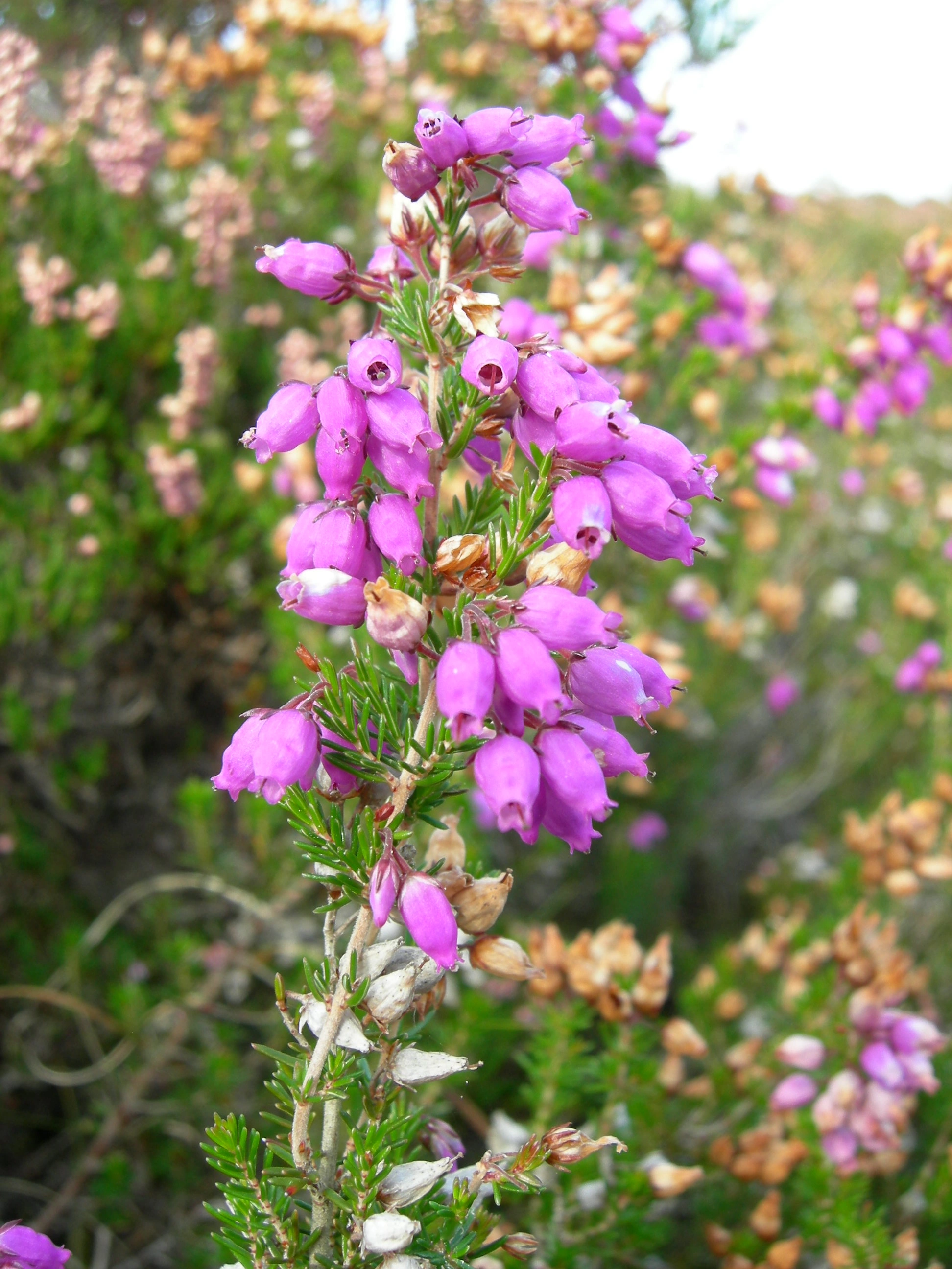 : Erica cinerea.