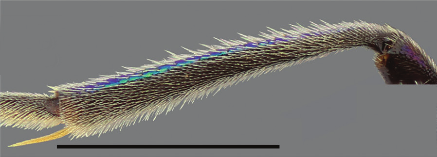 : Chrysis pulcherrima.