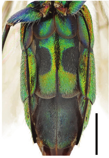 : Chrysis leptomandibularis.