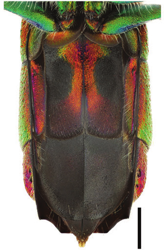 : Chrysis longula.