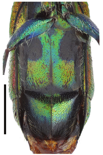 : Chrysis leptomandibularis.