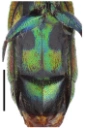 : Chrysis leptomandibularis.