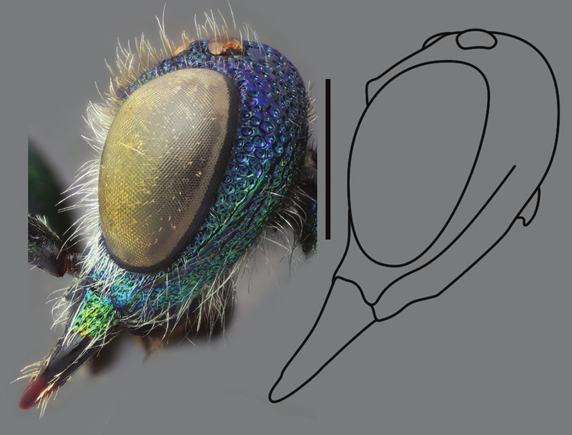 : Chrysis subcoriacea.