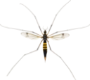: Nephrotoma crocata.