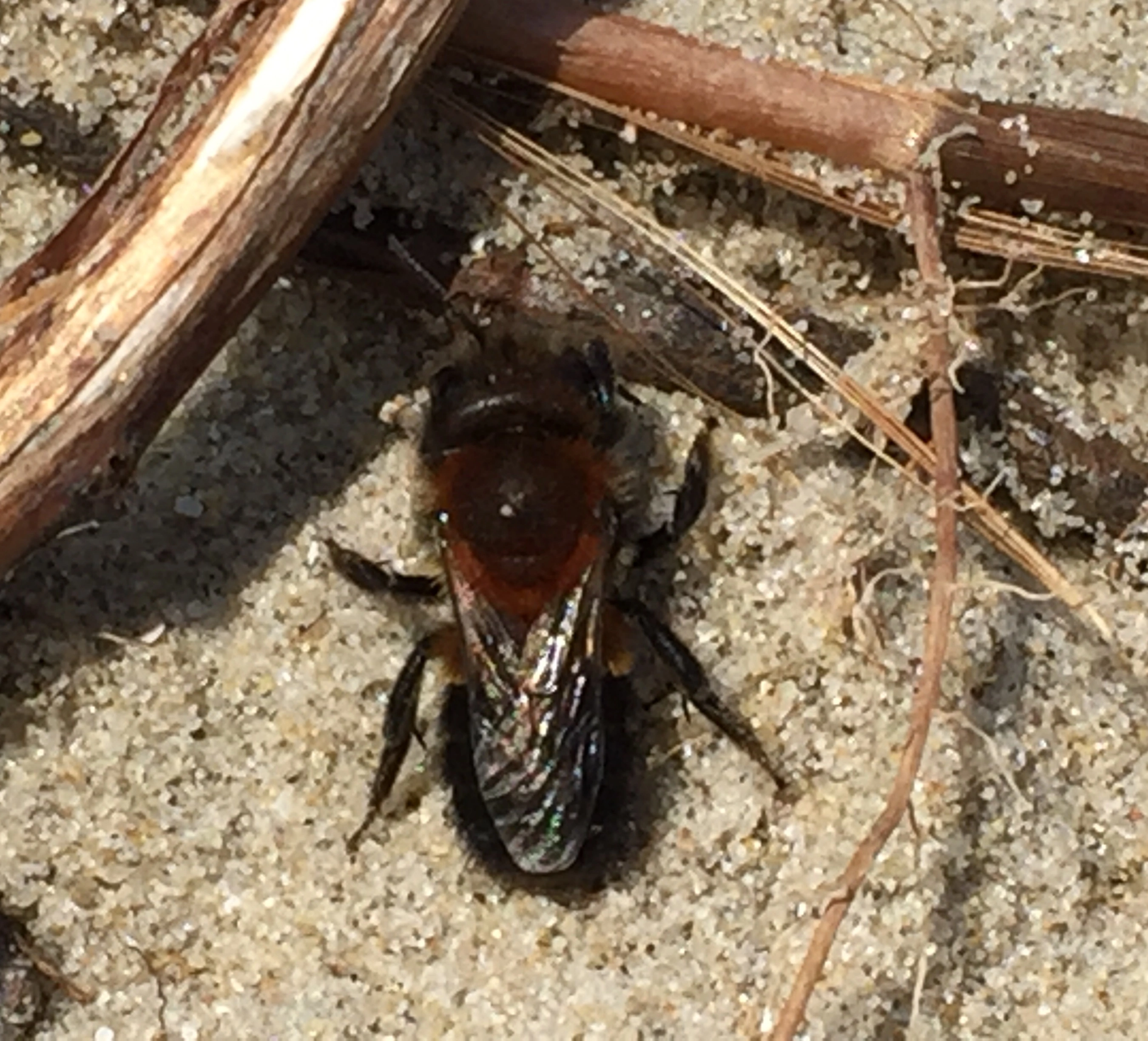 : Osmia maritima.