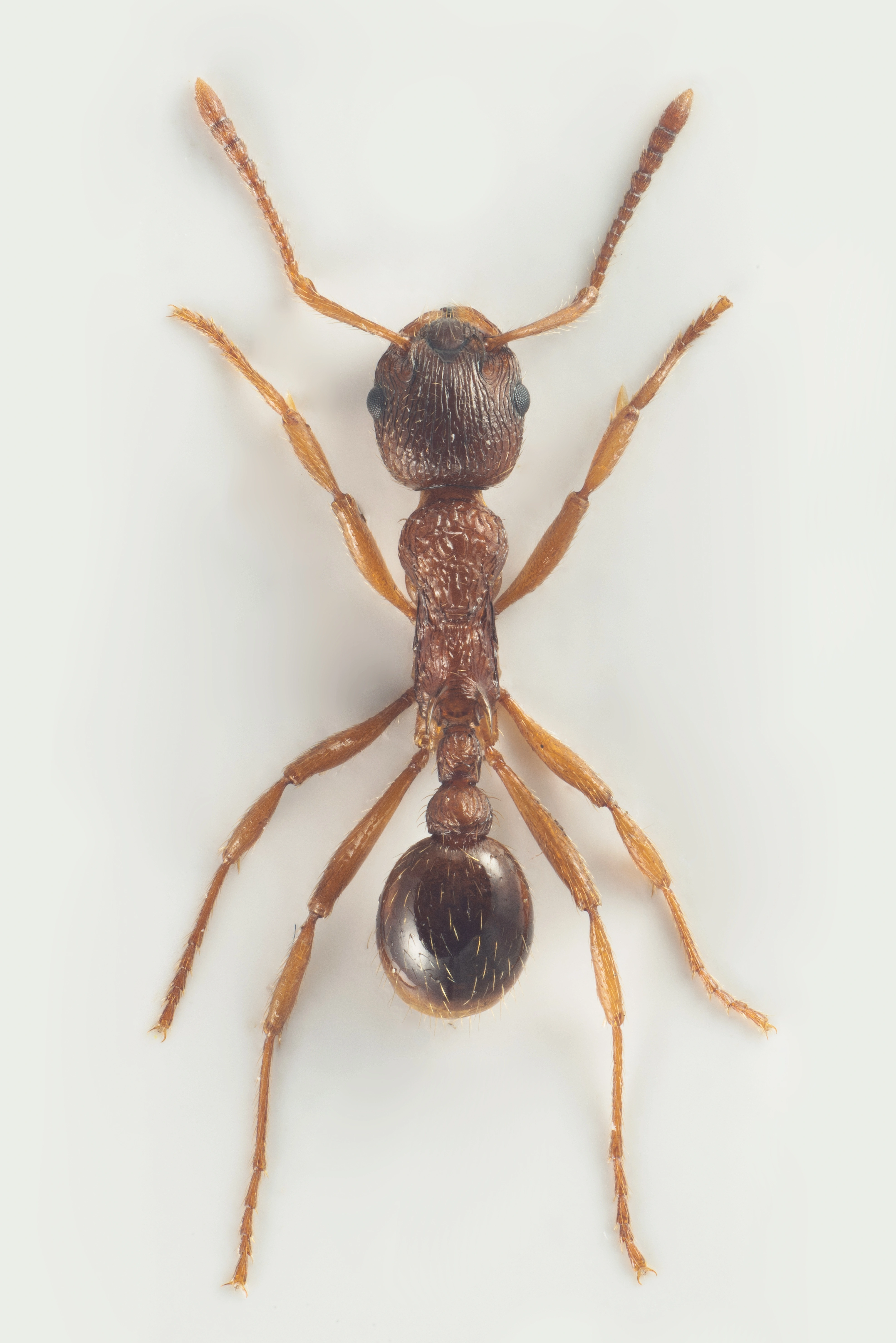 : Myrmica ruginodis.