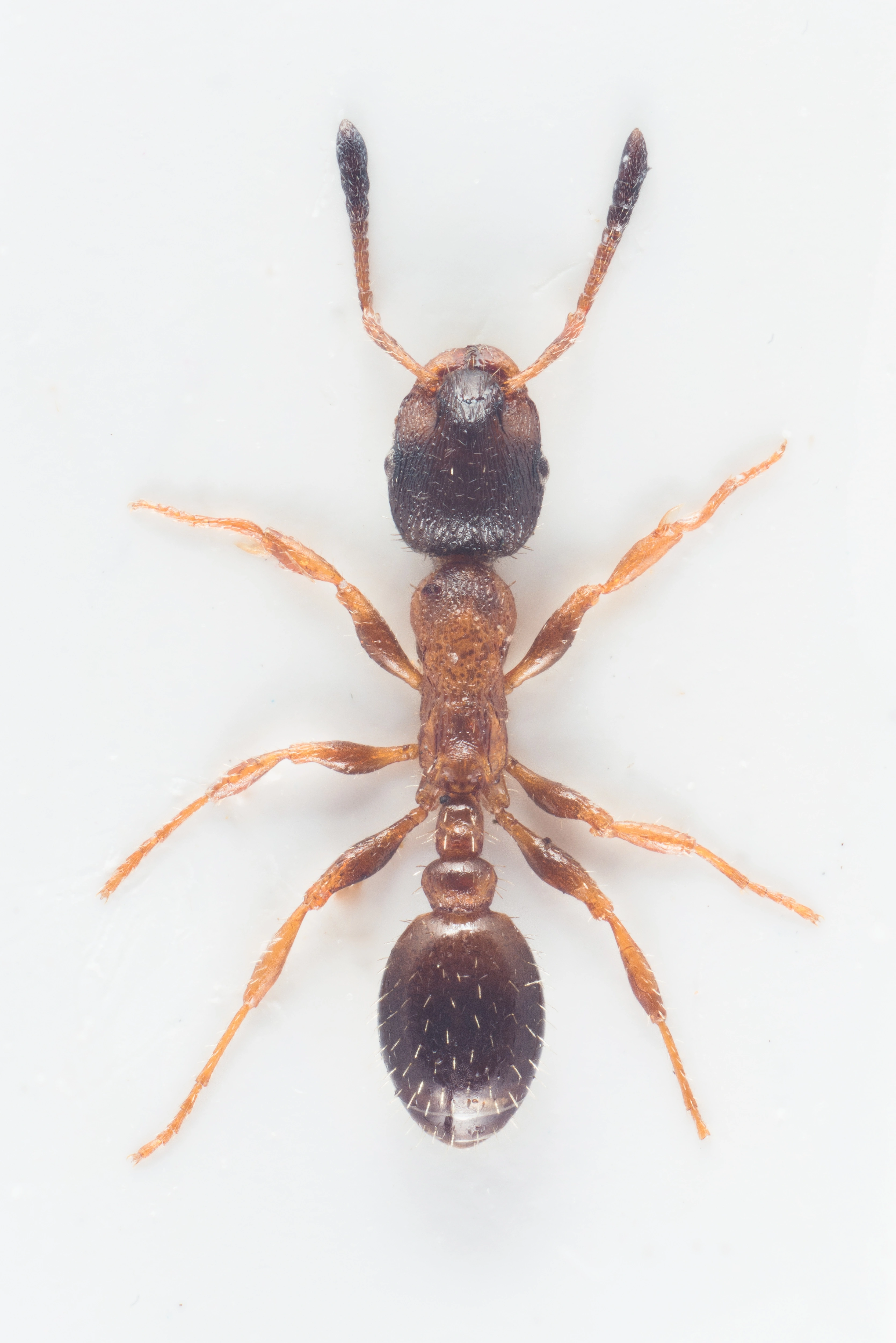 : Leptothorax acervorum.