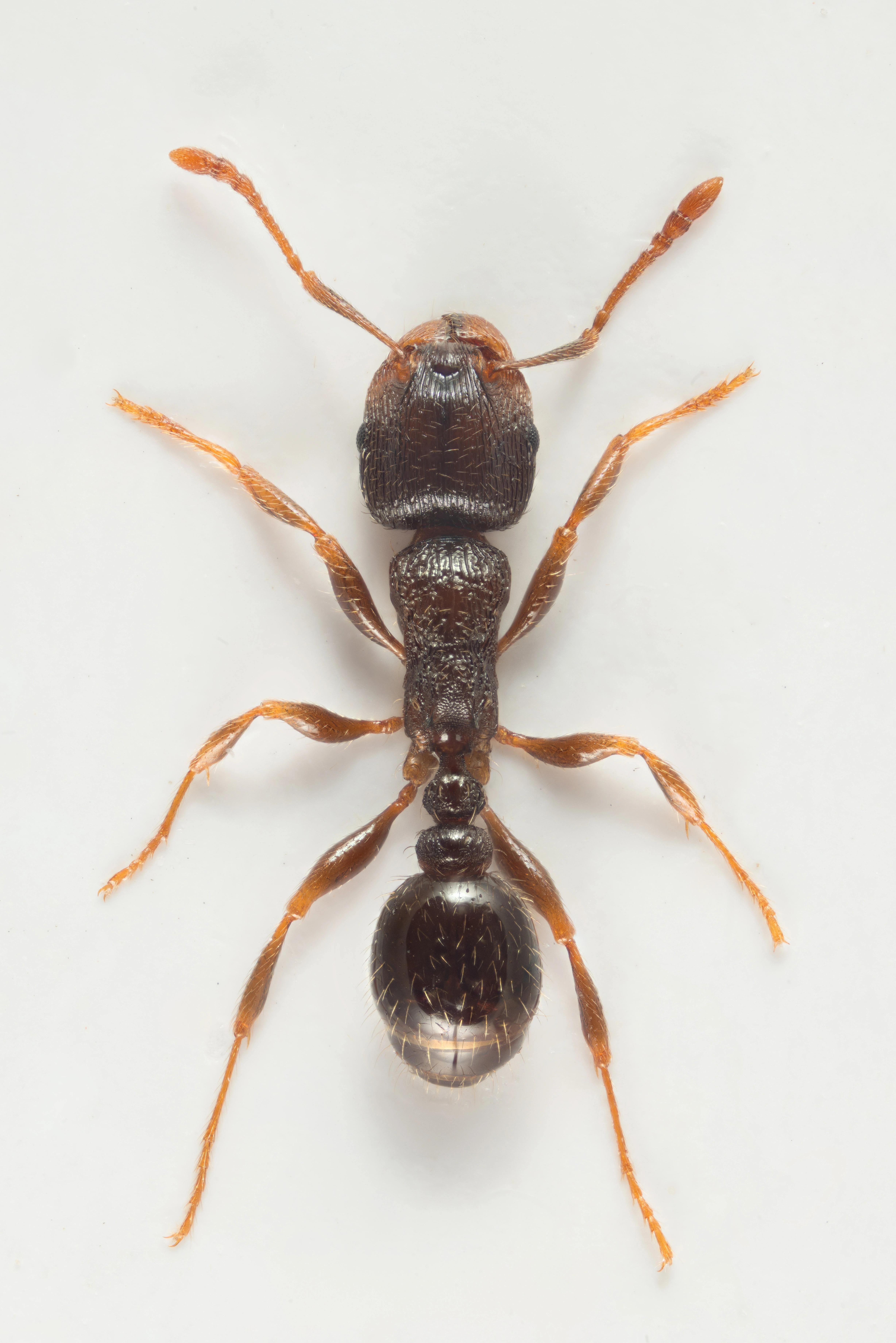 : Tetramorium caespitum.