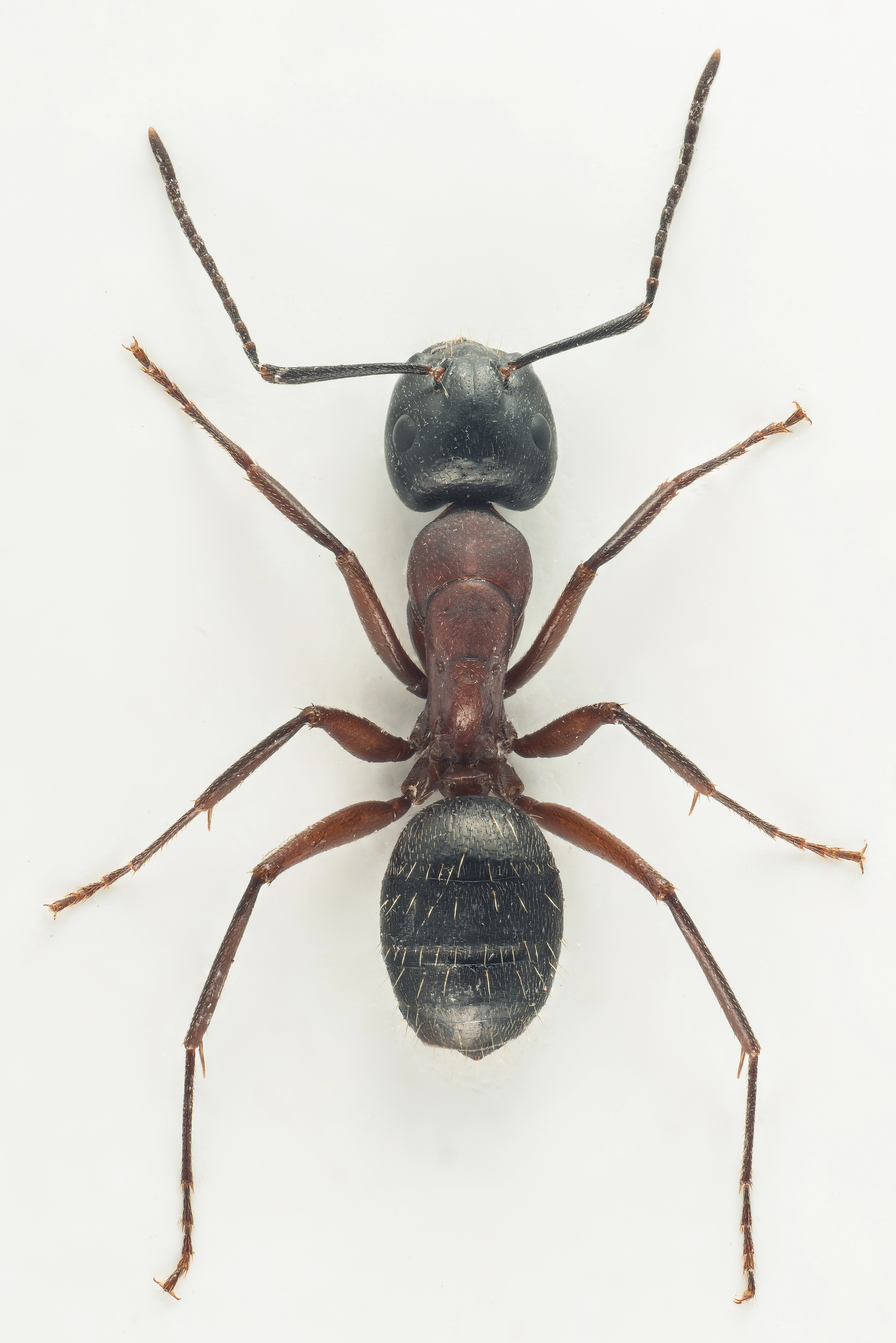 : Camponotus herculeanus.