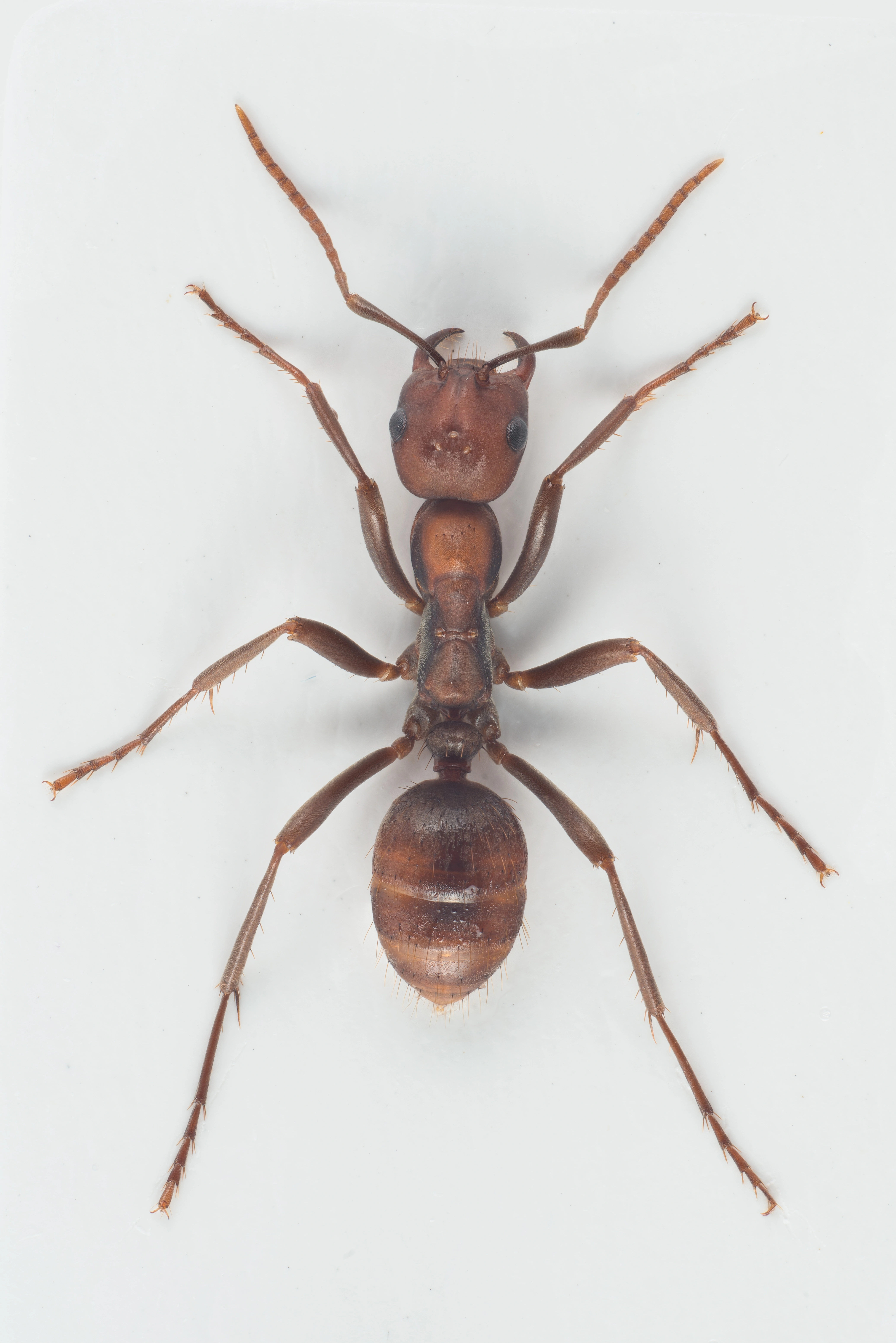 : Polyergus rufescens.