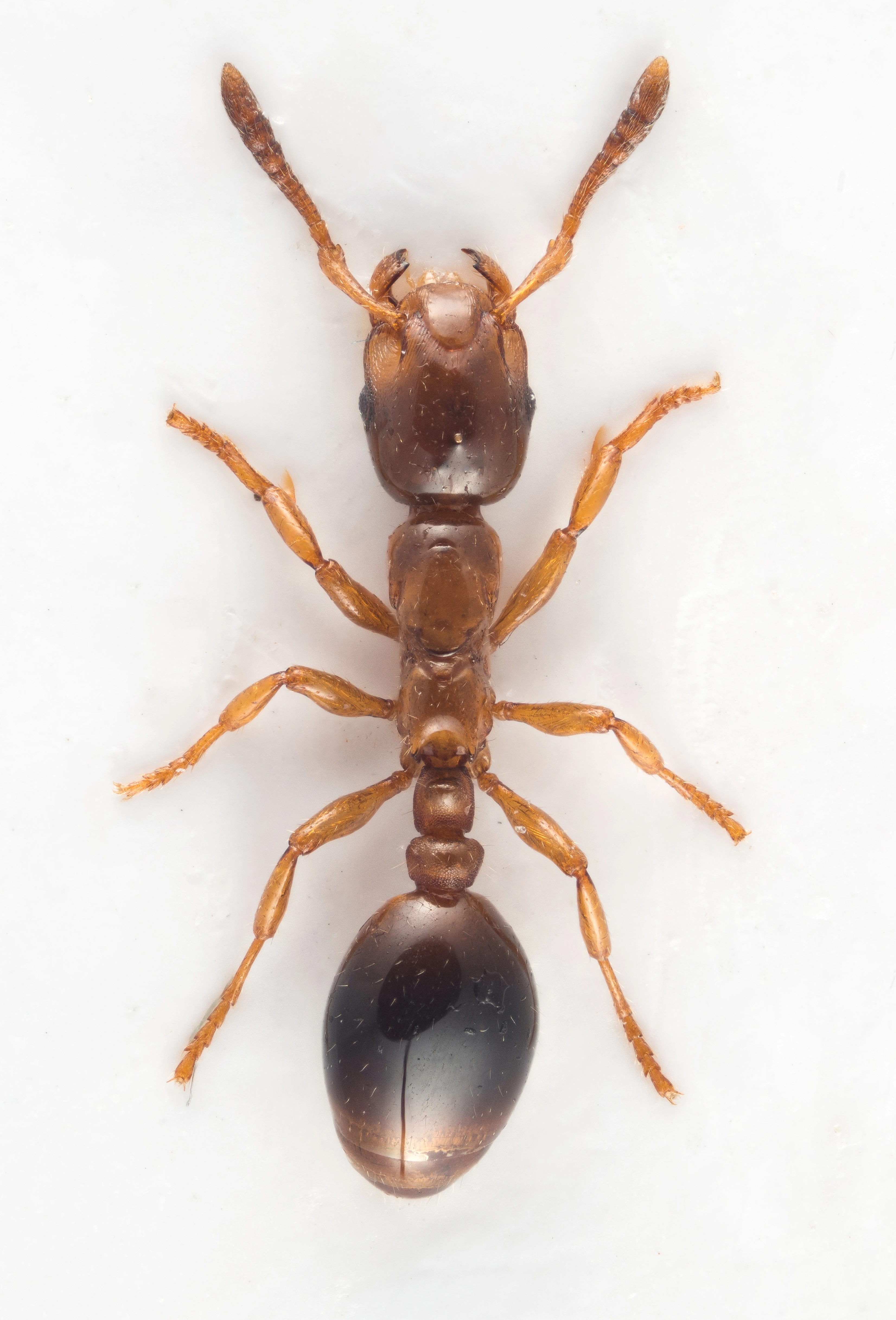 : Formicoxenus nitidulus.