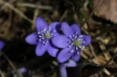 : Hepatica nobilis.