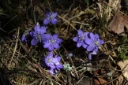 : Hepatica nobilis.