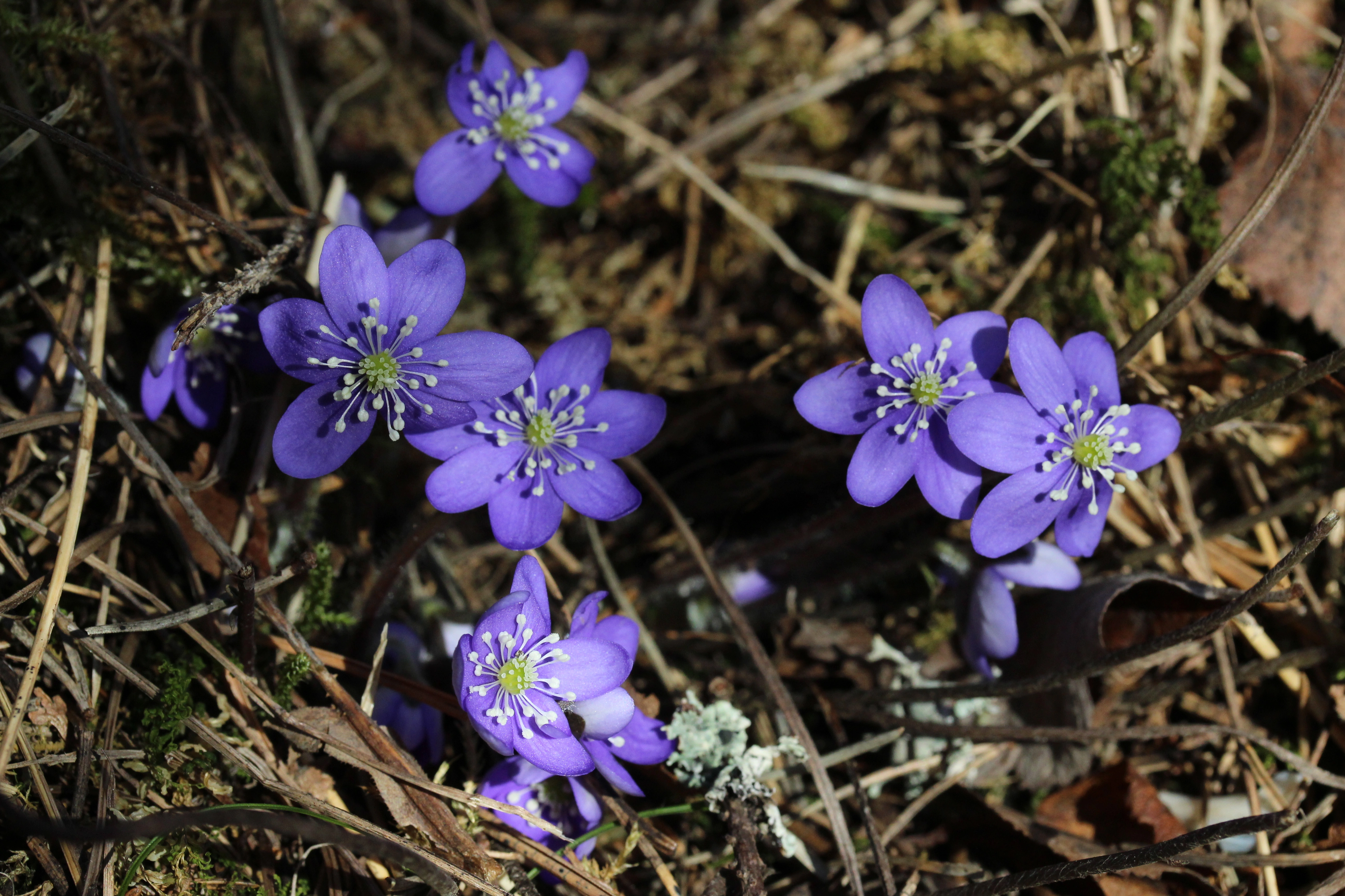 : Hepatica nobilis.