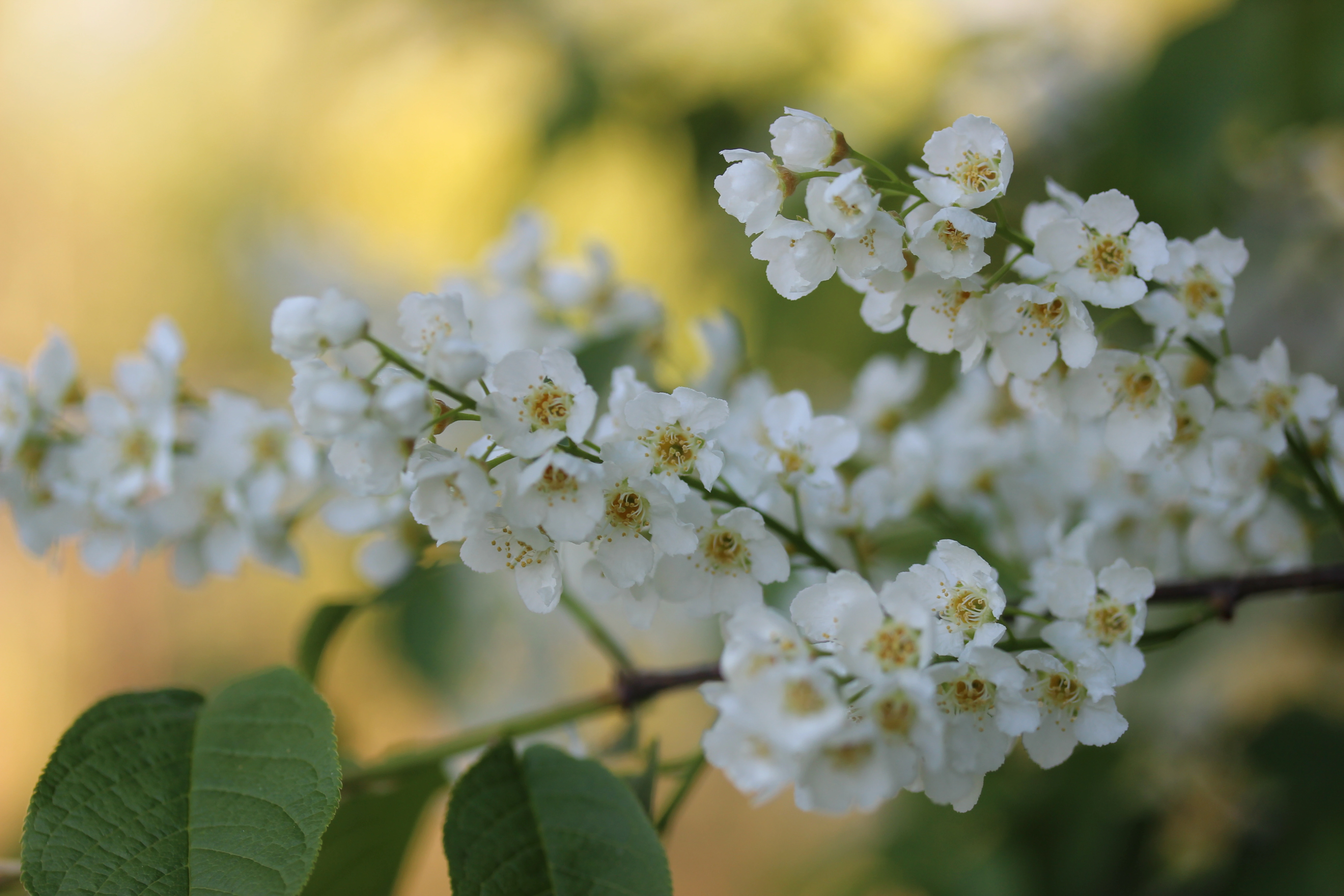 : Prunus padus.