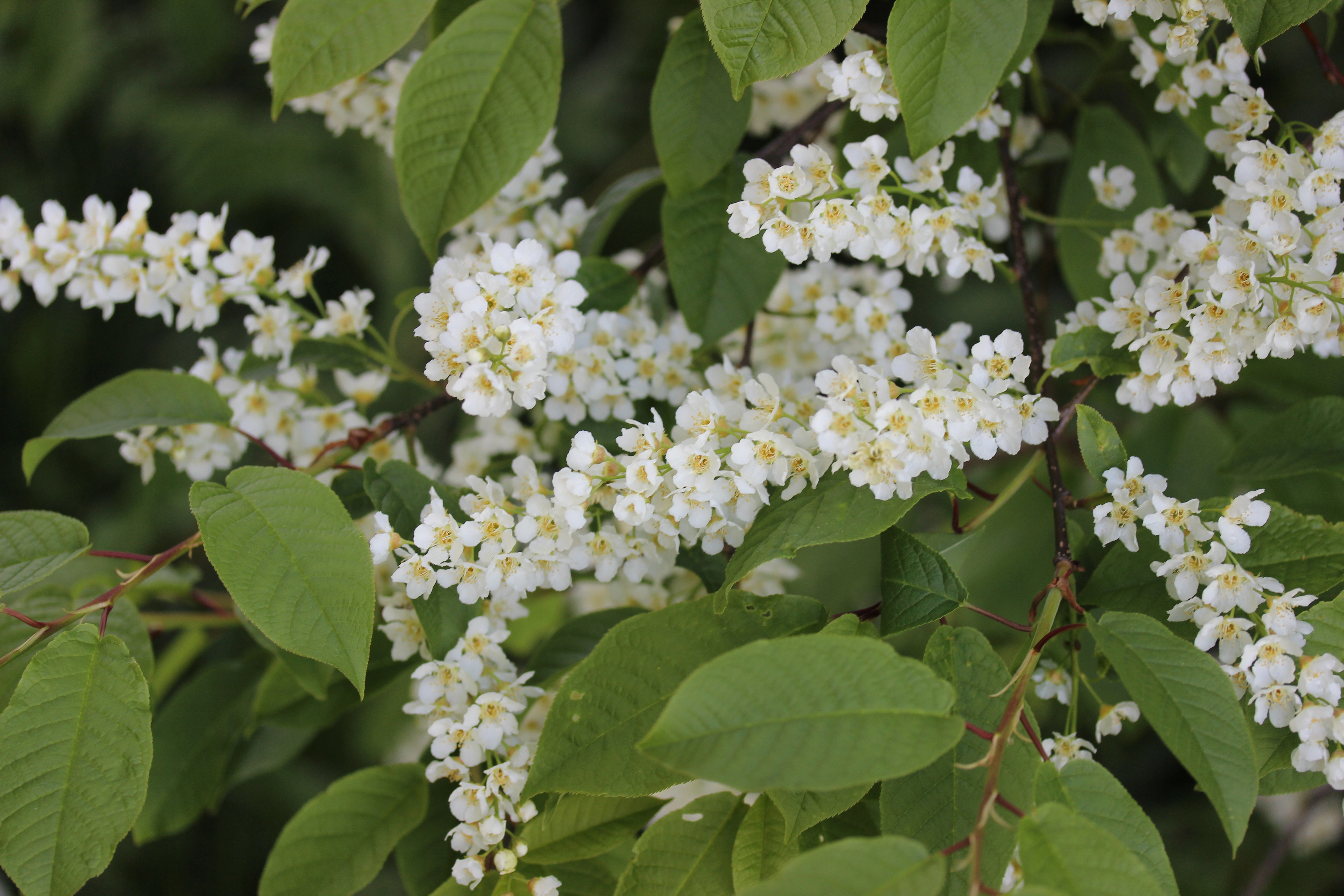 : Prunus padus.