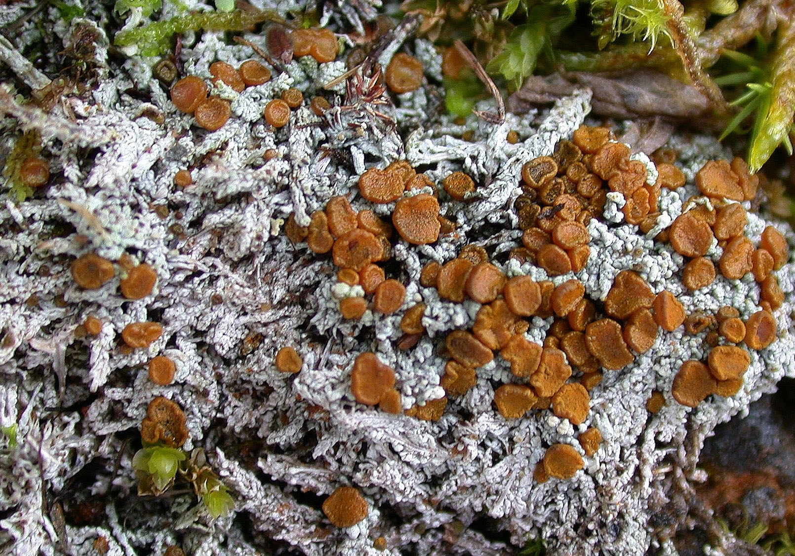 : Brigantiaea fuscolutea.