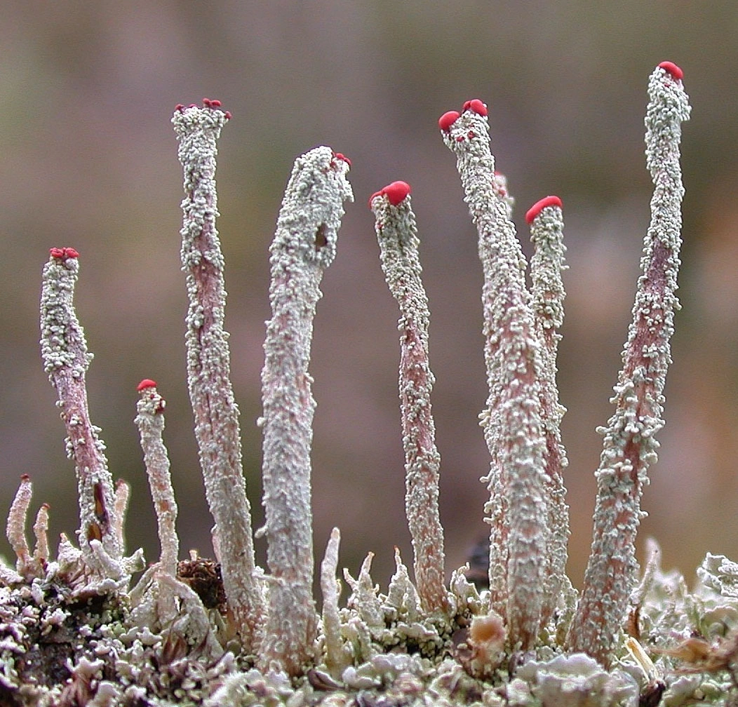 : Cladonia floerkeana.