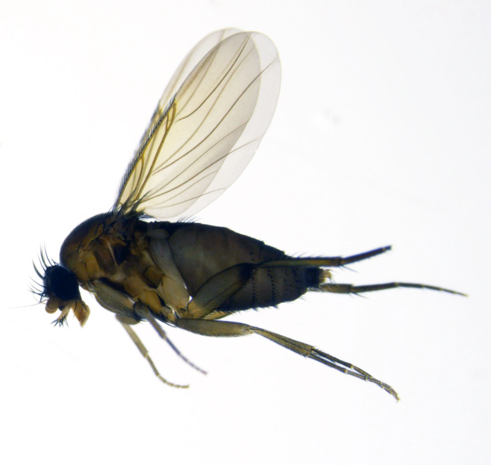 : Megaselia ruficornis.