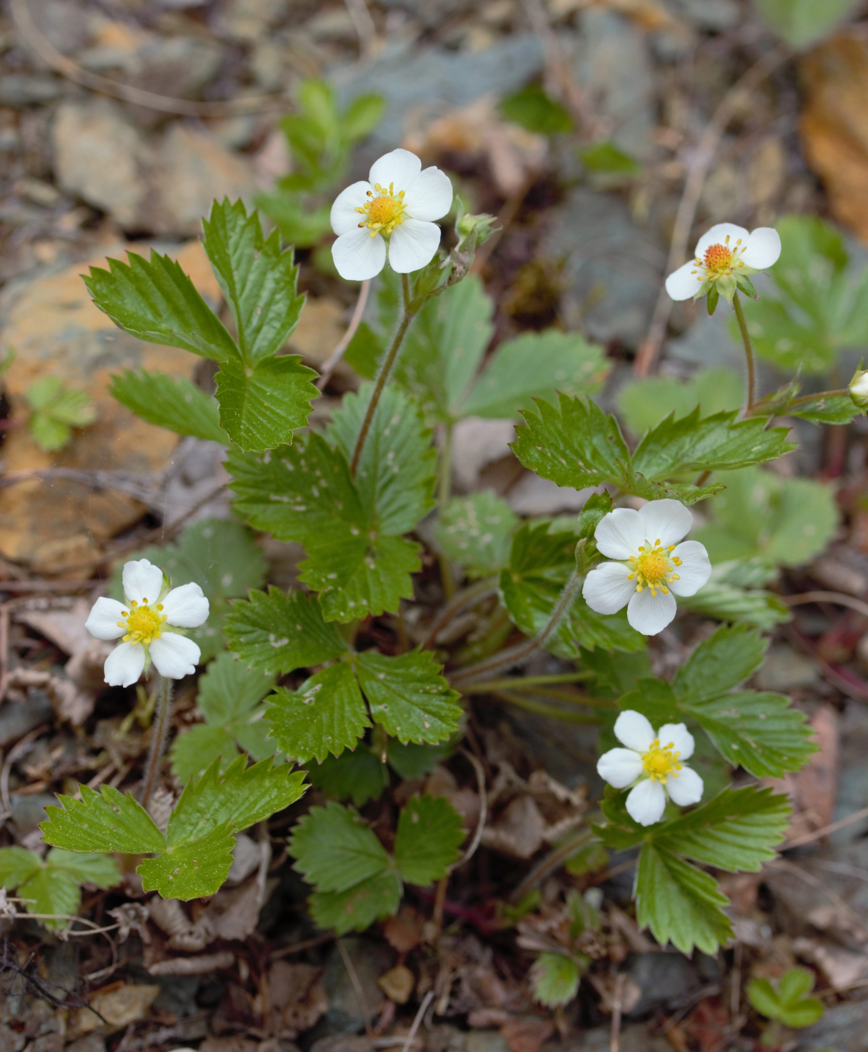 : Fragaria vesca.