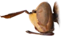 : Sicus ferrugineus.
