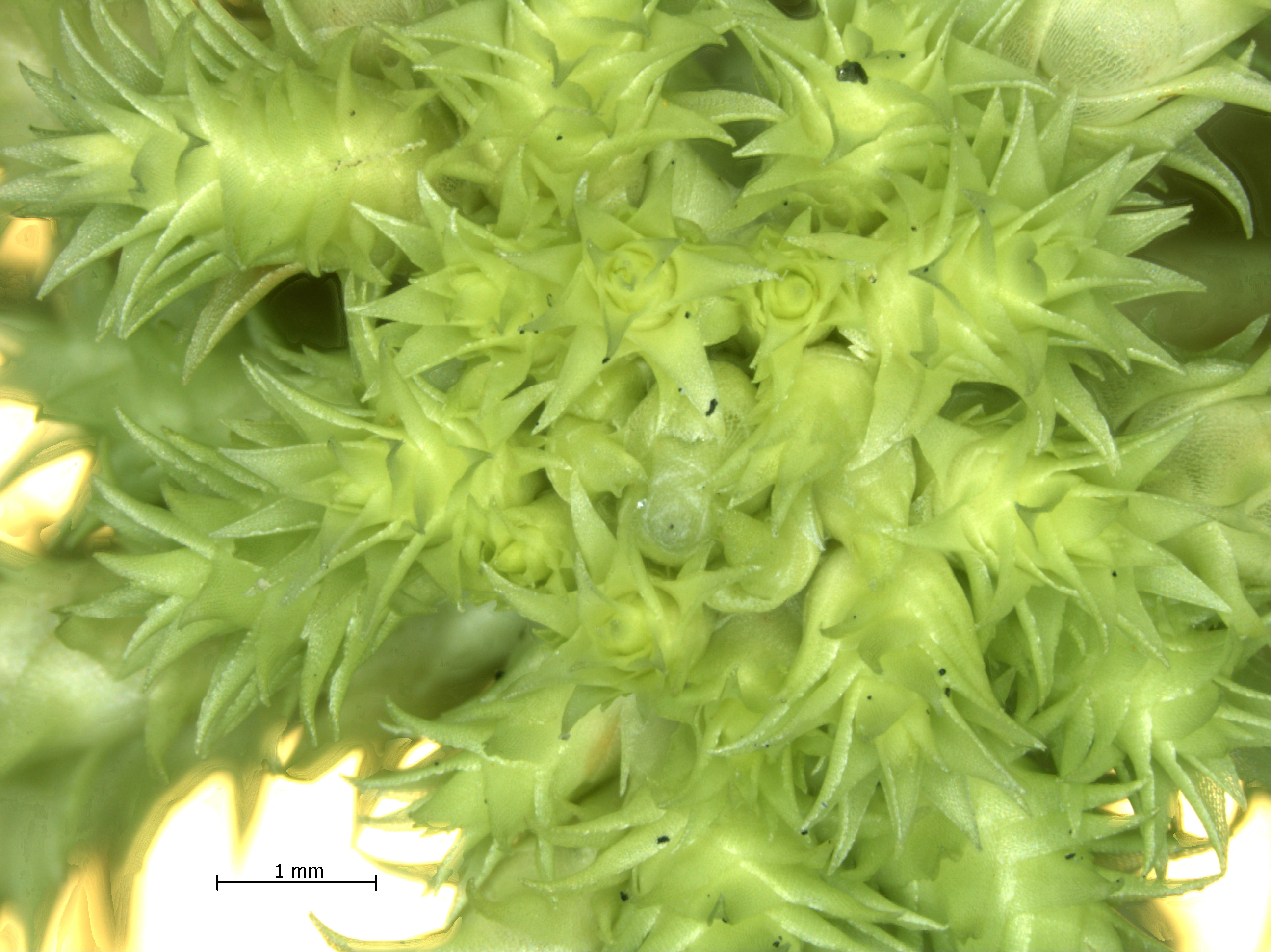 : Sphagnum (Acutifolia) squarrosum.