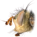 : Tachinidae.