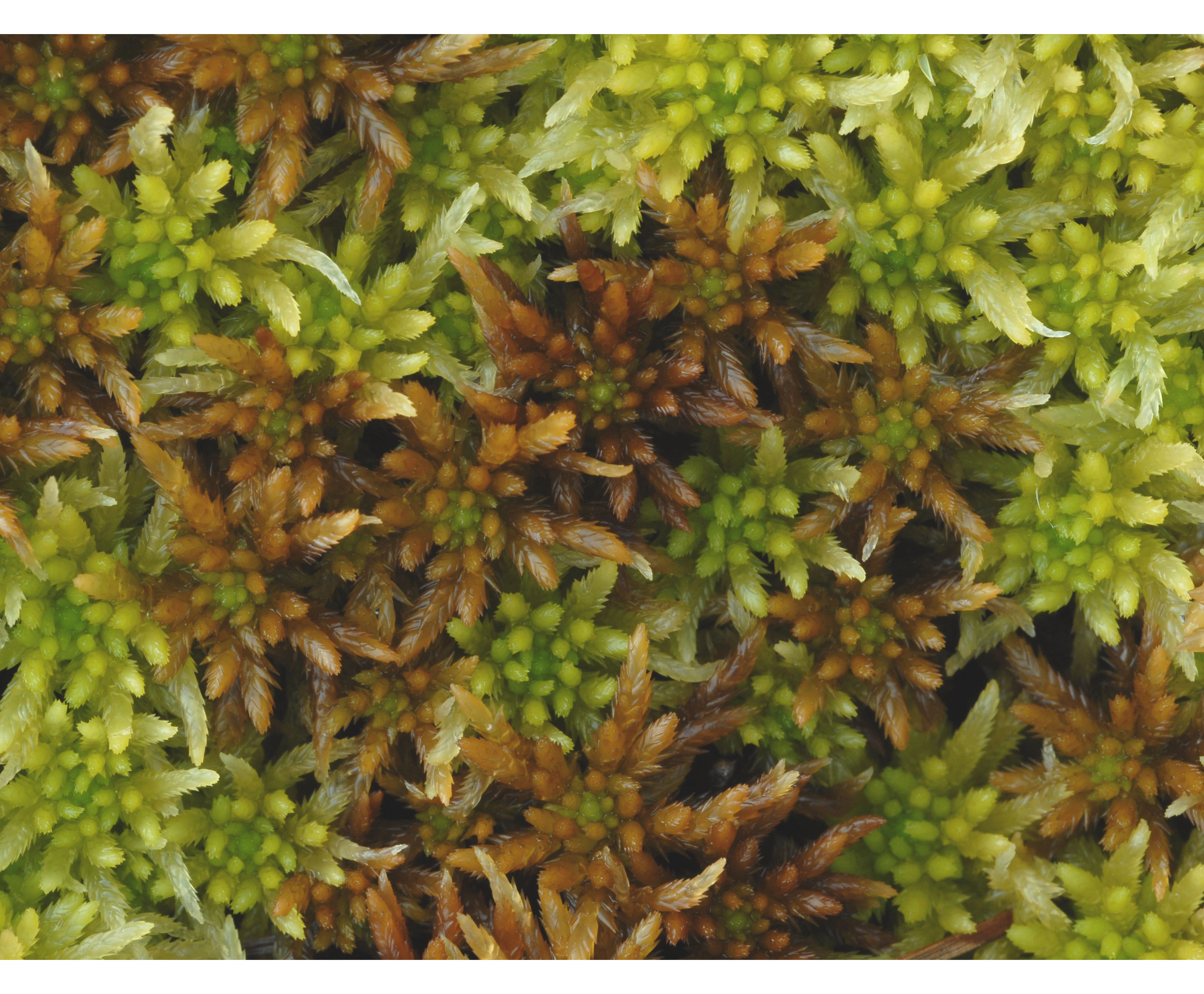 : Sphagnum pulchrum.