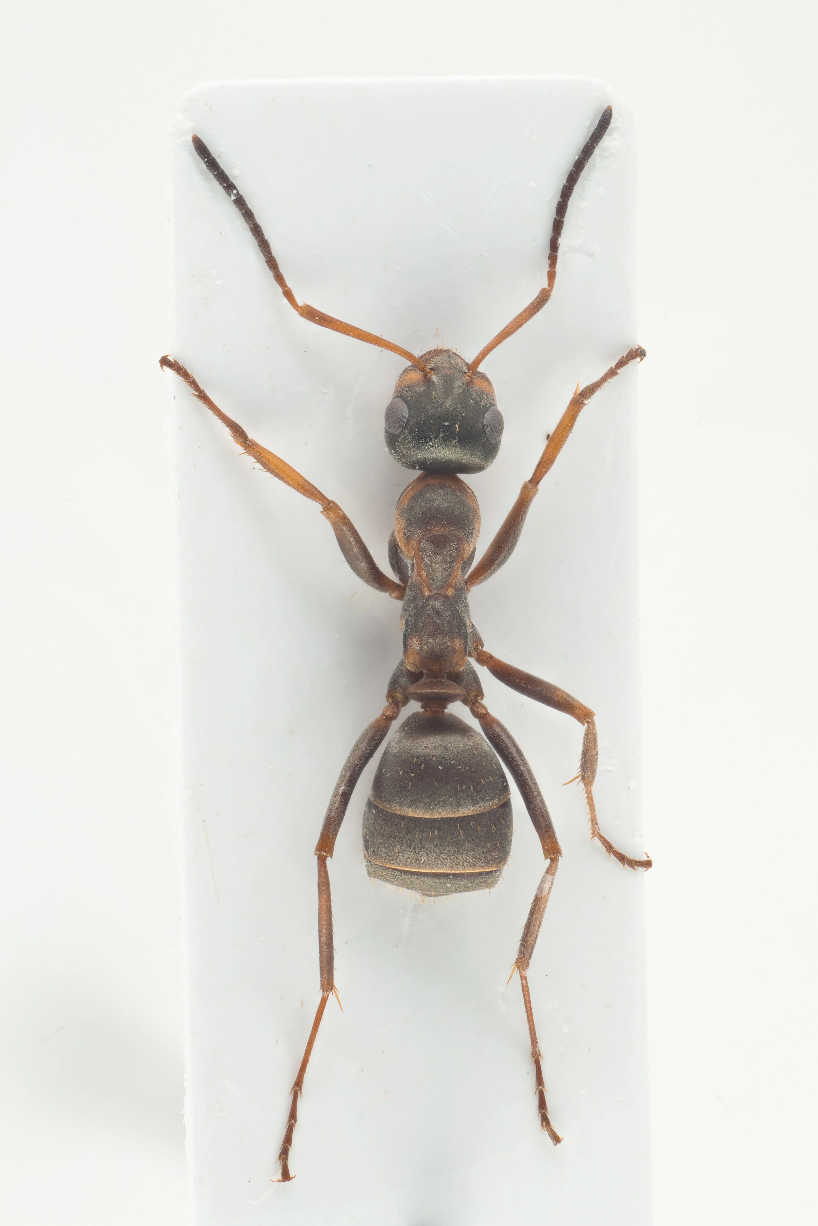 : Formica (Serviformica) cunicularia.